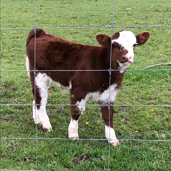 Meet your Posher, Barrett - Picture 1 of 1